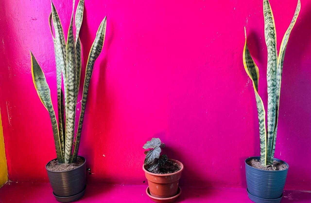 Maison Verte - Budget Edition * Arequipa